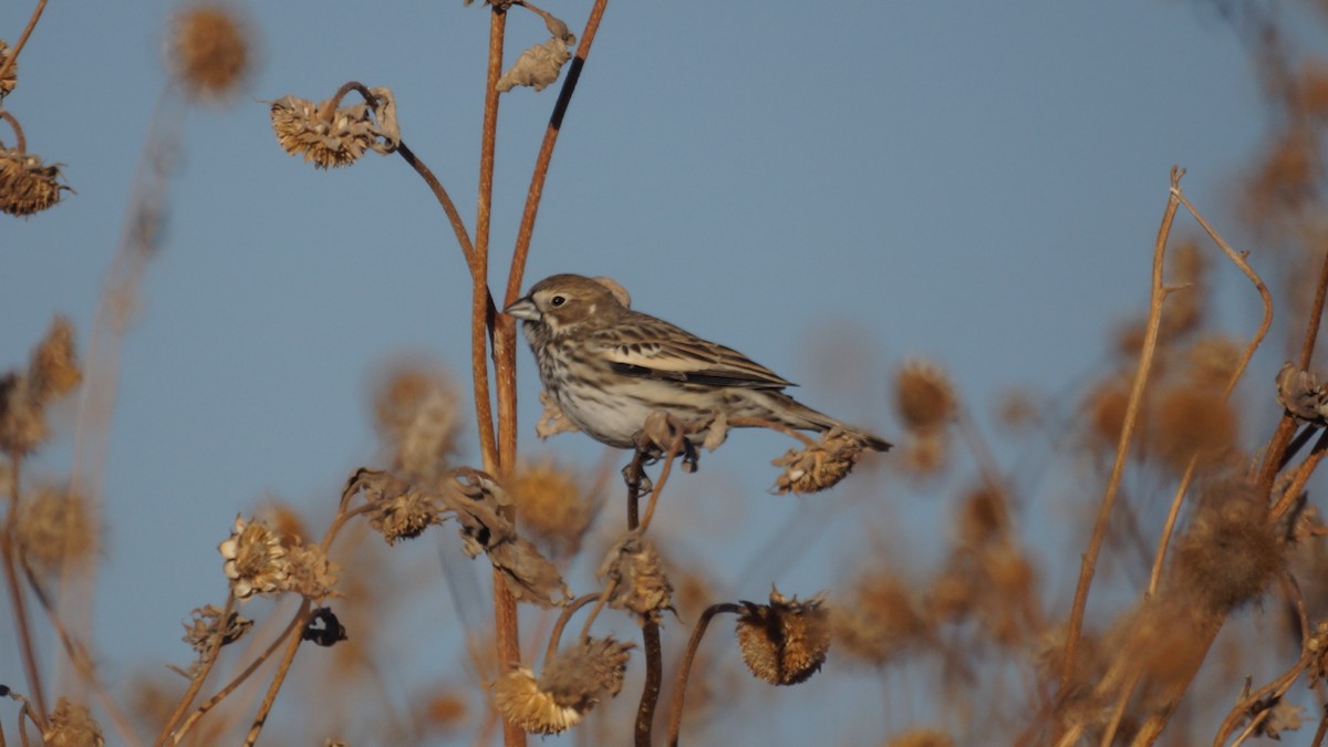 Lark Bunting - ML611074478