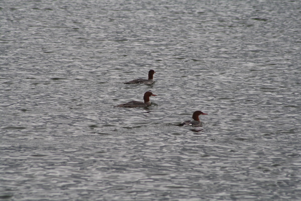 Common Merganser - Greg Lawrence