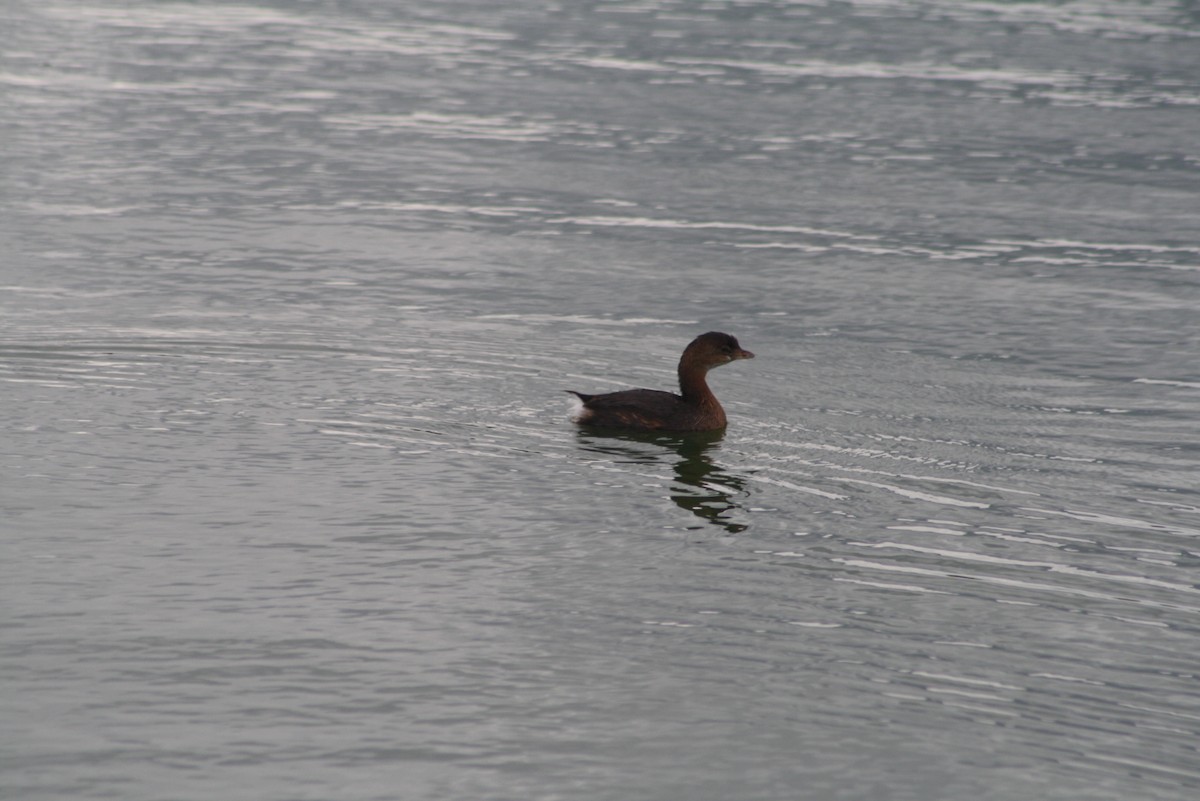 Pied-billed Grebe - ML611074513