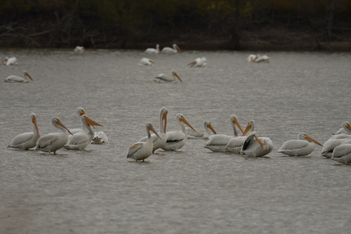 American White Pelican - ML611074516