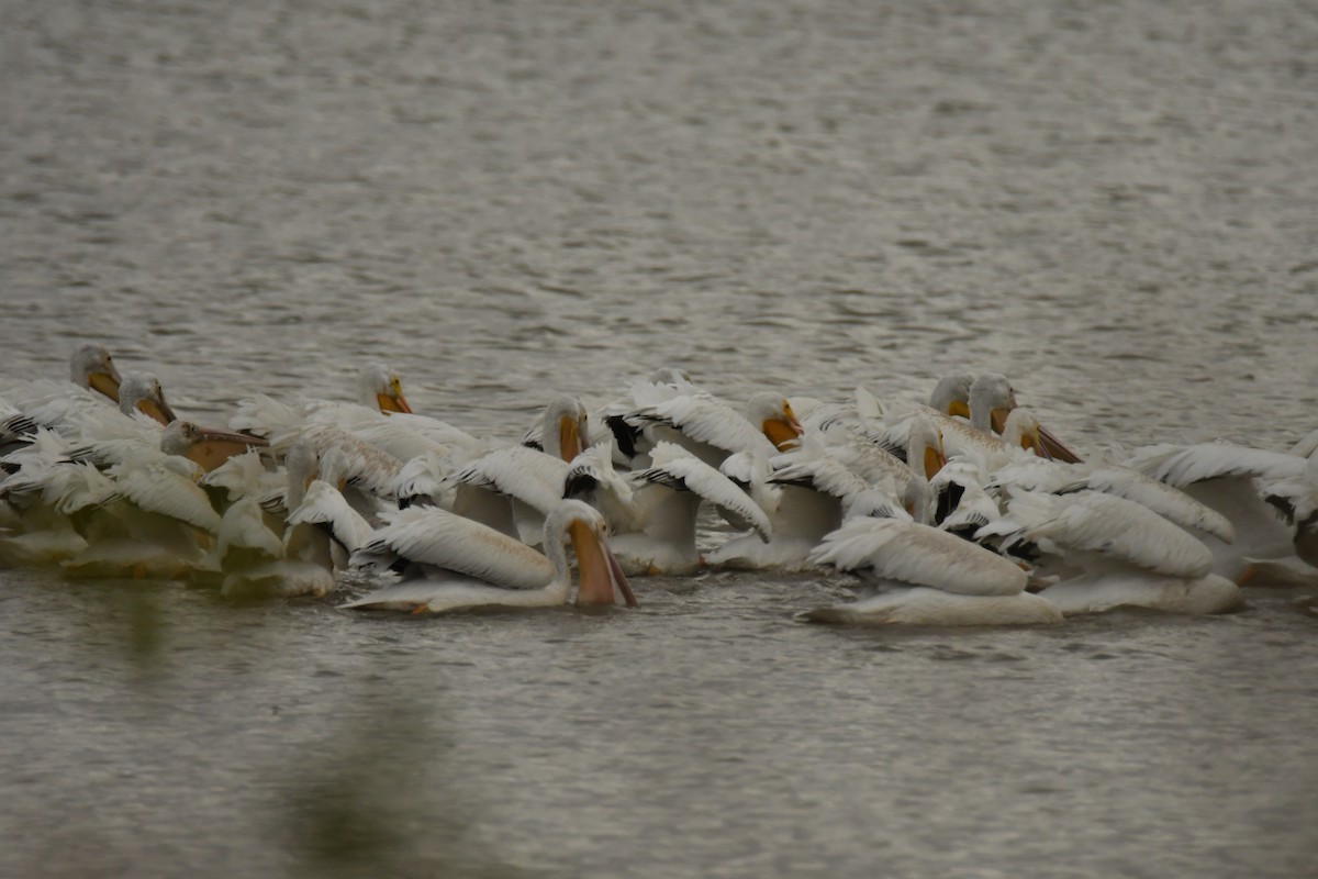 American White Pelican - ML611074517