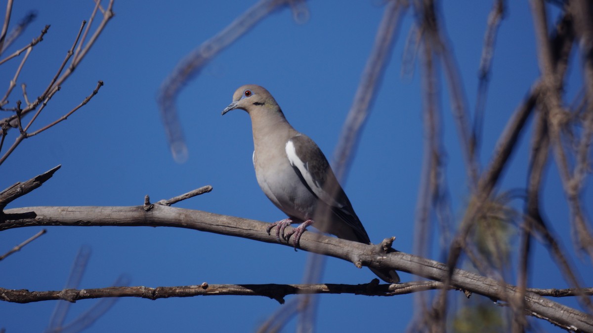 White-winged Dove - ML611074548
