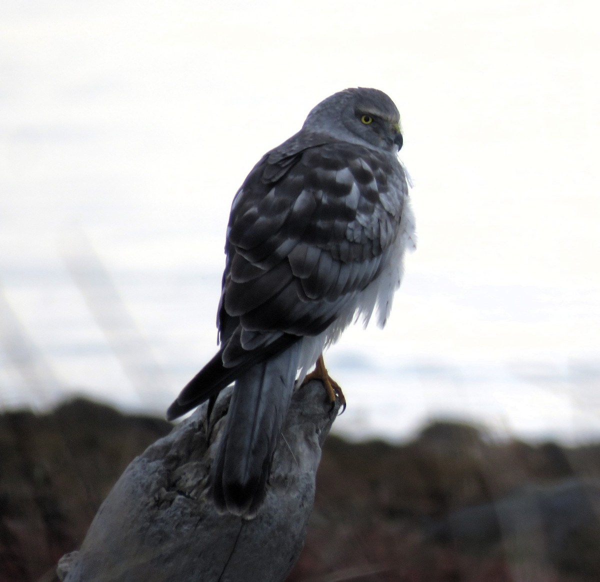 Northern Harrier - ML611074645