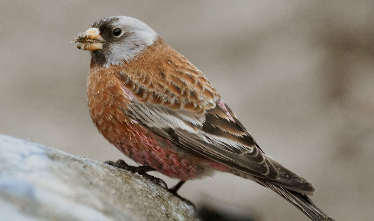 Gray-crowned Rosy-Finch (Hepburn's) - ML611074657