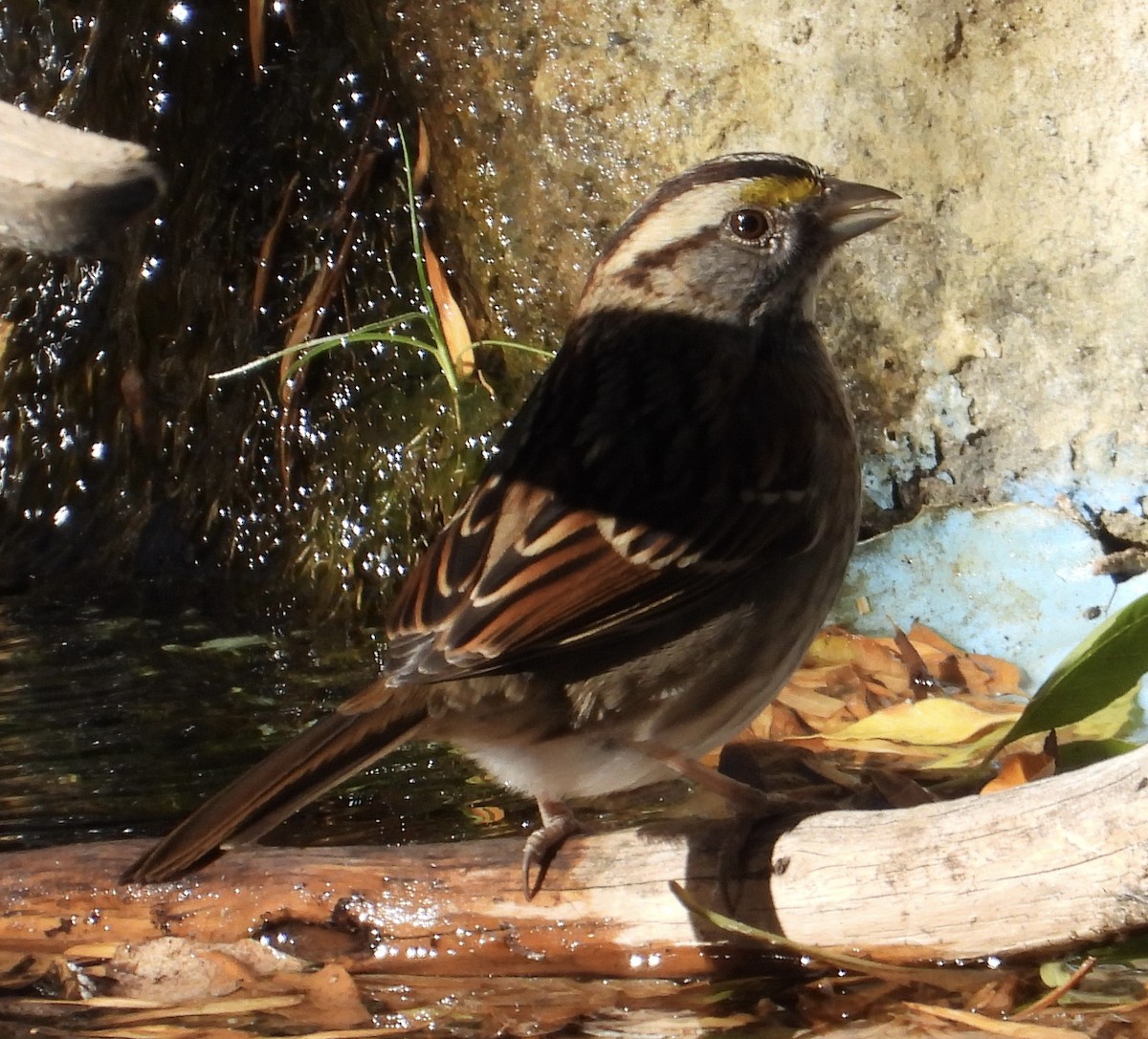 White-throated Sparrow - ML611074665