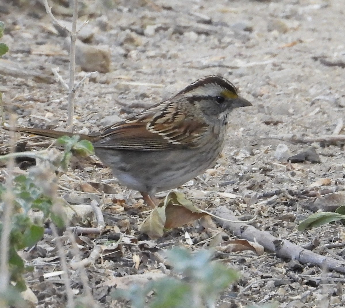White-throated Sparrow - ML611074666