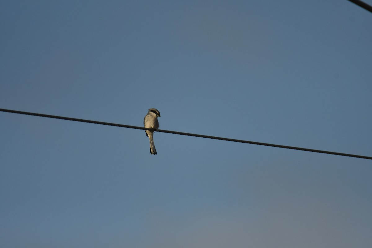 Loggerhead Shrike - ML611074676