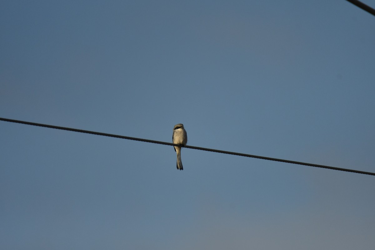 Loggerhead Shrike - ML611074677