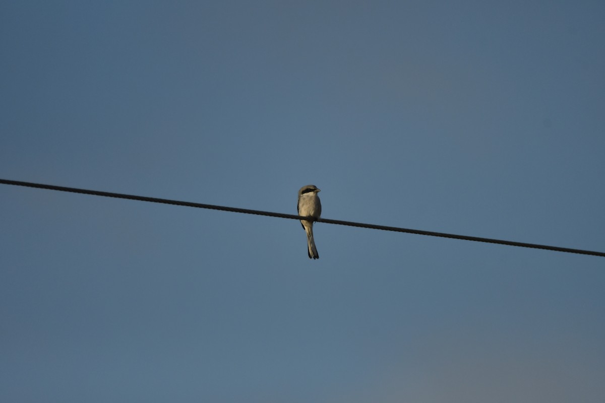 Loggerhead Shrike - ML611074678