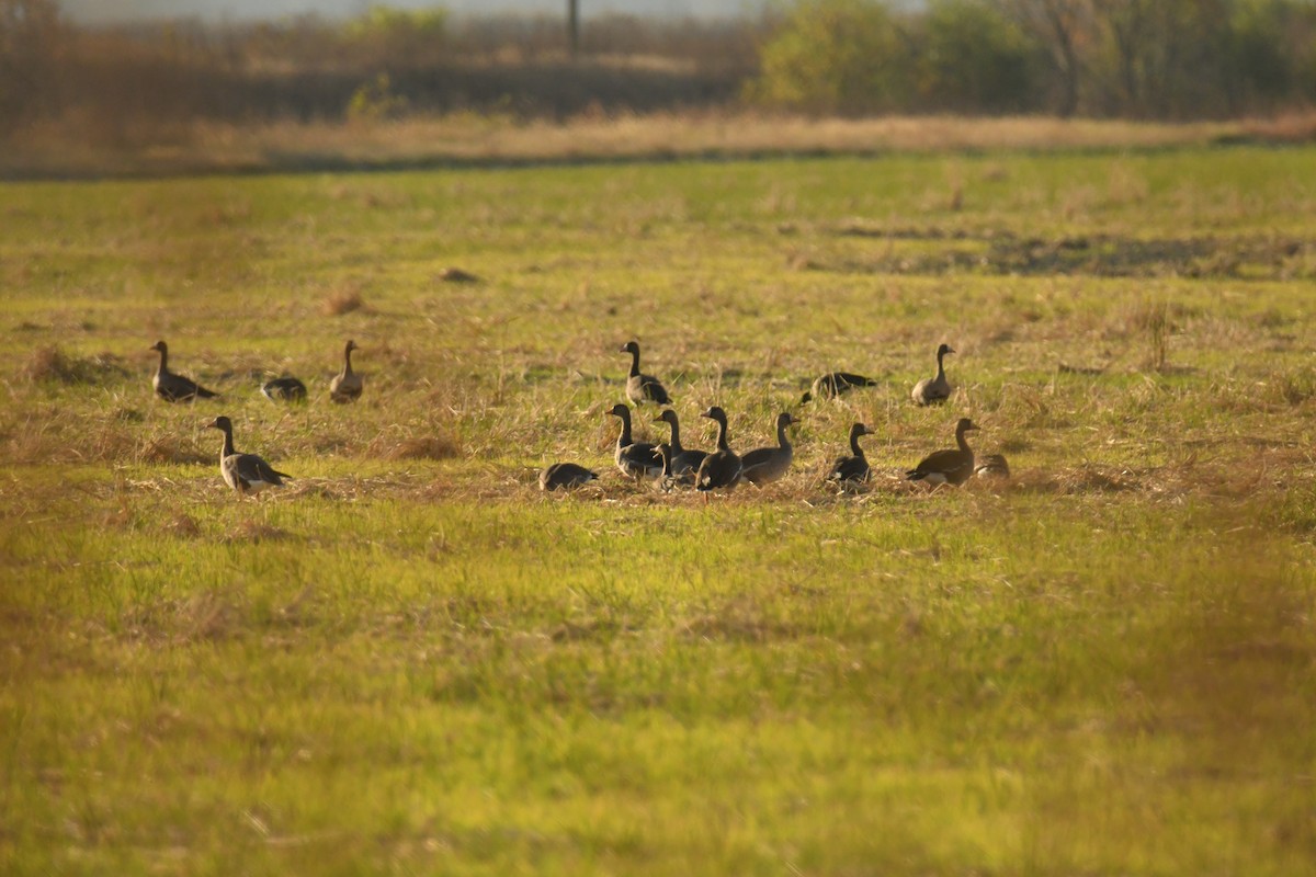 Greater White-fronted Goose - ML611074736