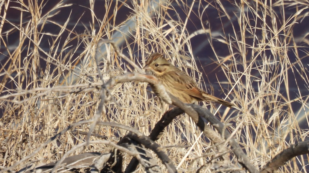 Lincoln's Sparrow - Karen Evans