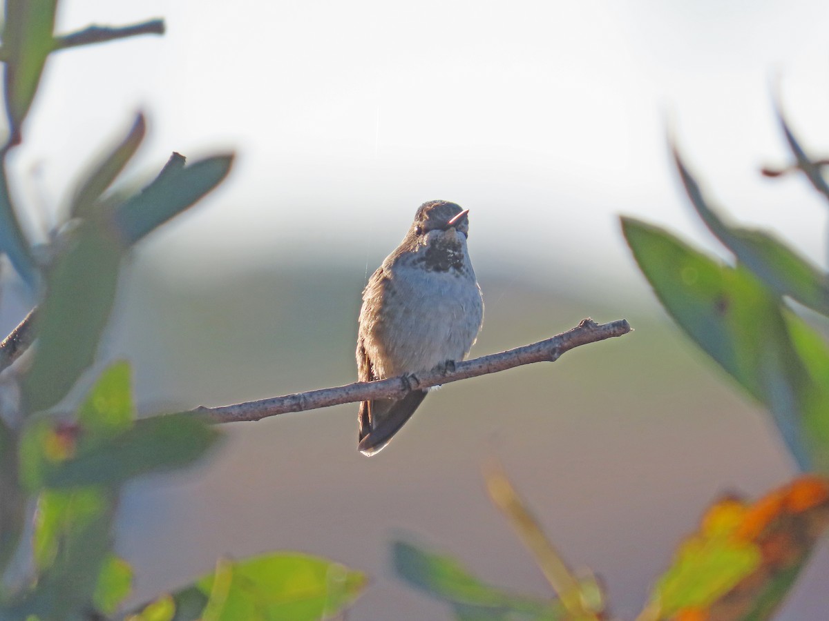 Anna's Hummingbird - Tom Edell