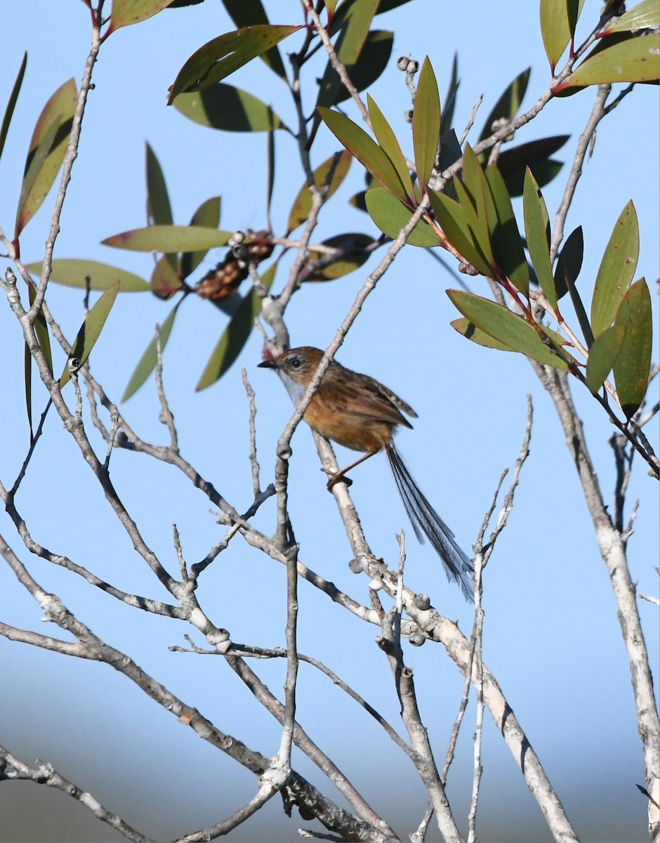 Southern Emuwren - ML611074807