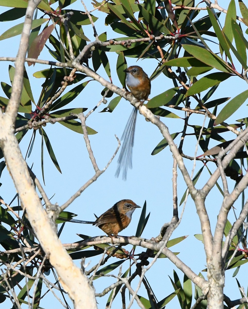 Southern Emuwren - ML611074808