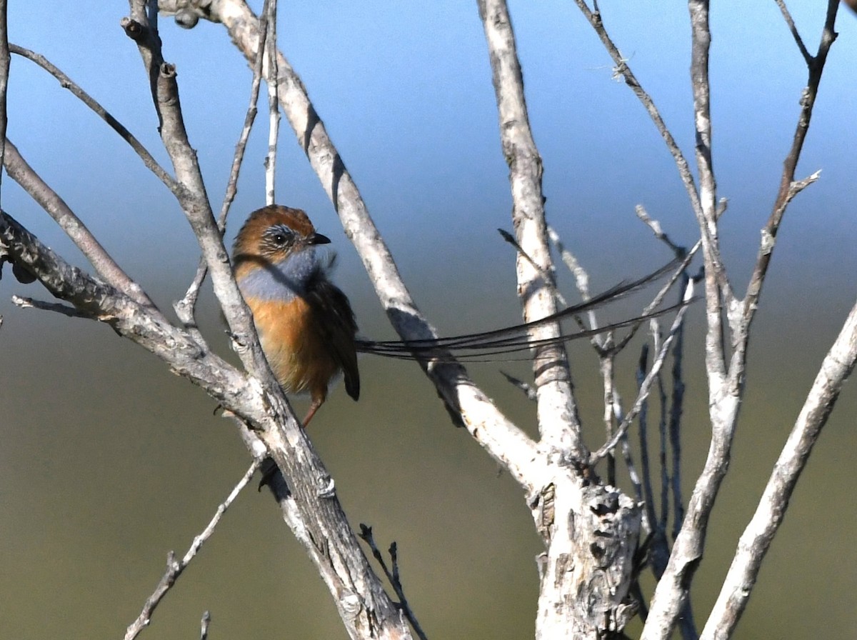 Southern Emuwren - ML611074809
