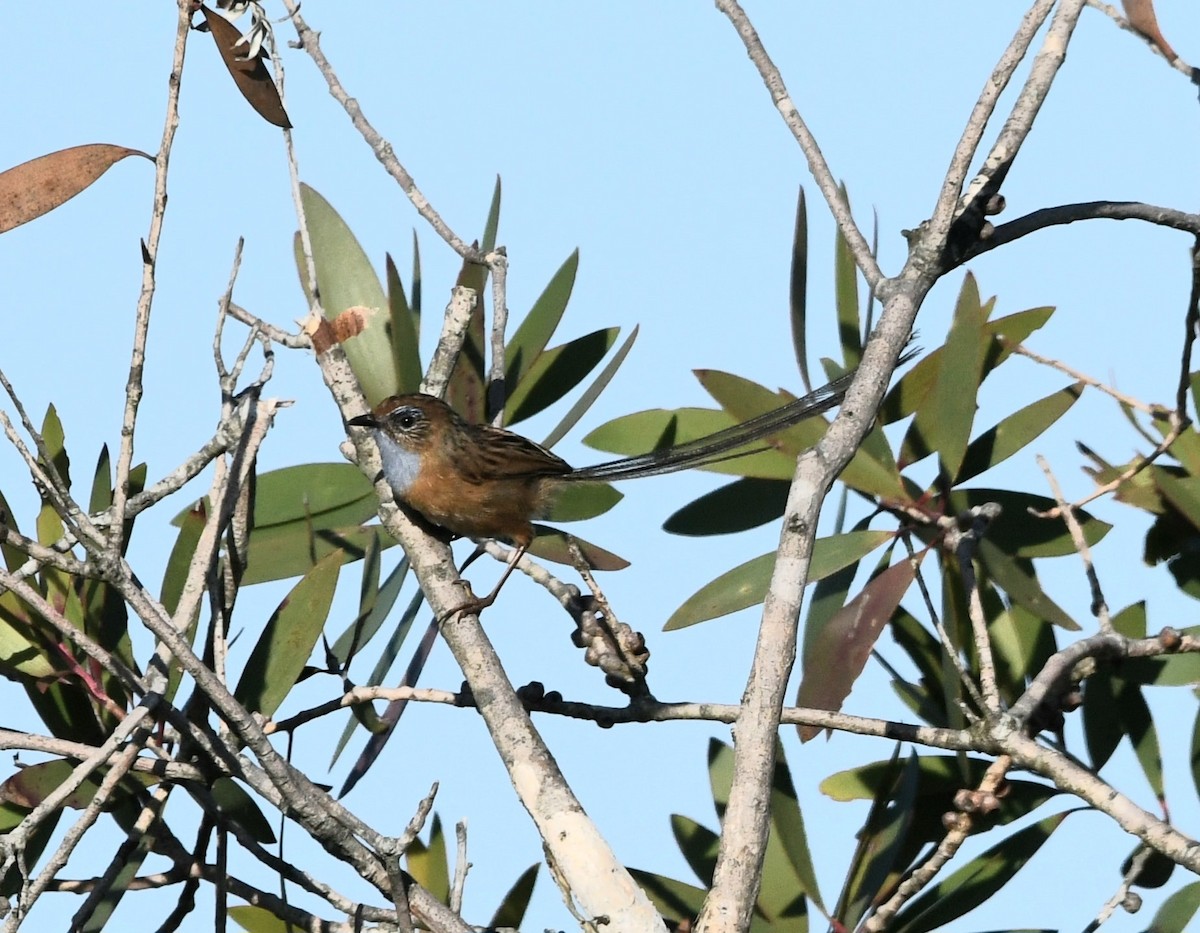 Southern Emuwren - ML611074810