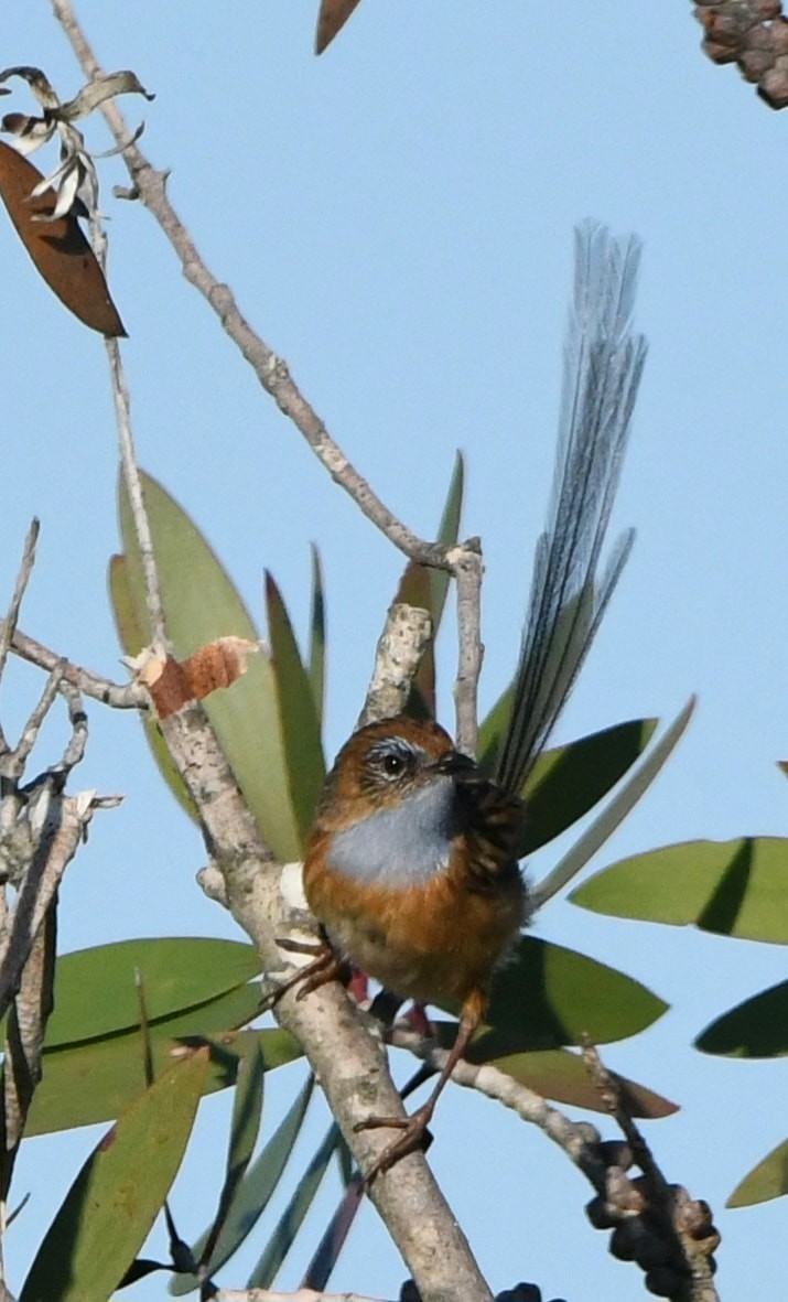 Southern Emuwren - ML611074811