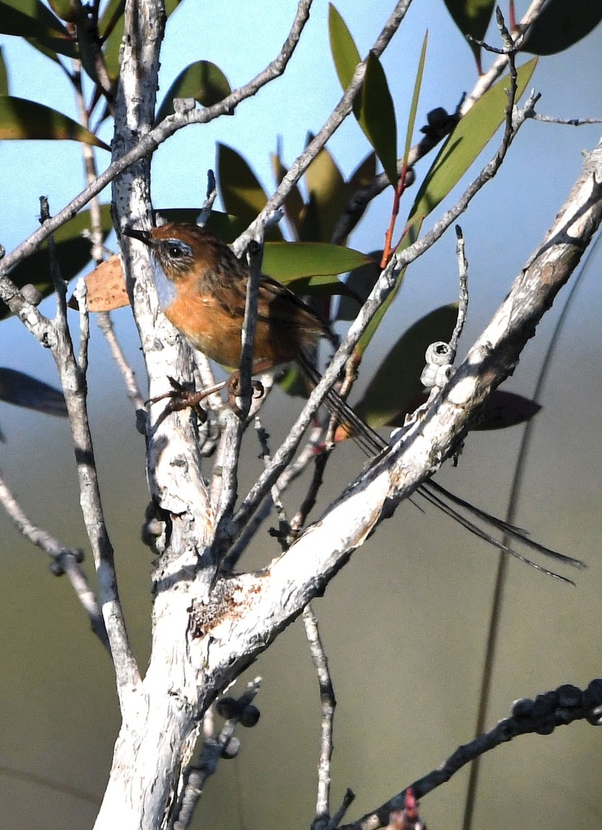 Southern Emuwren - ML611074812