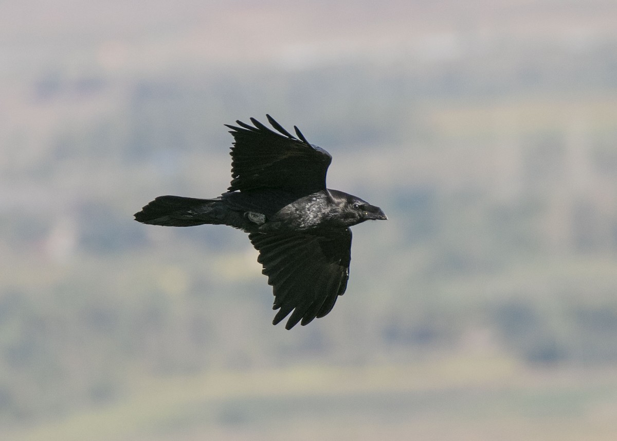 Common Raven - ML611074842