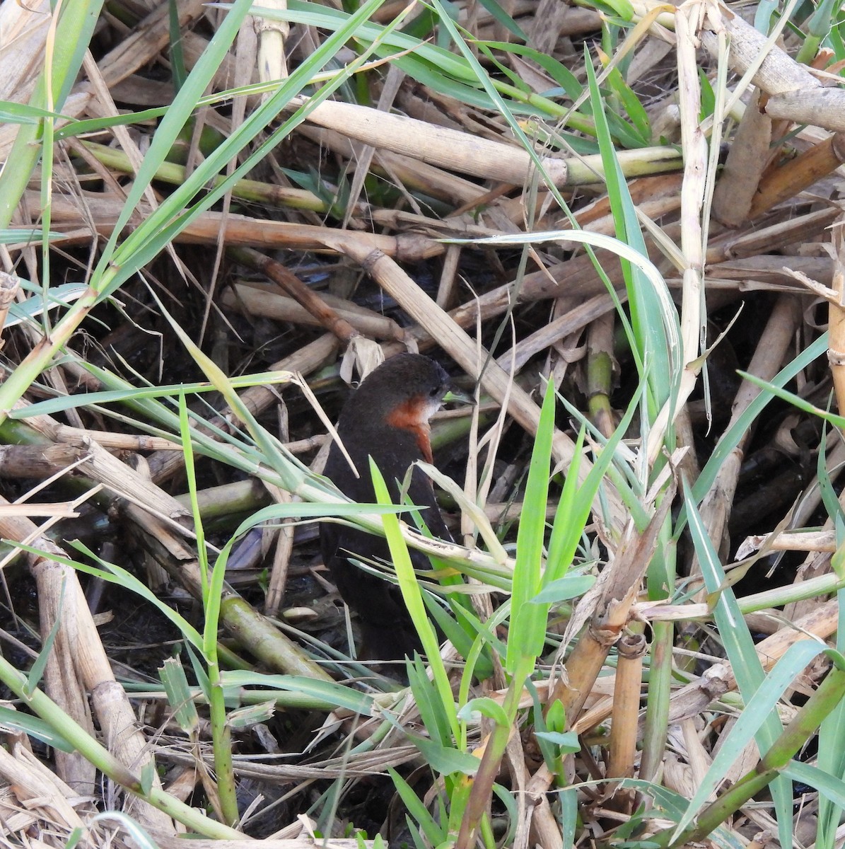 Rufous-sided Crake - ML611074843