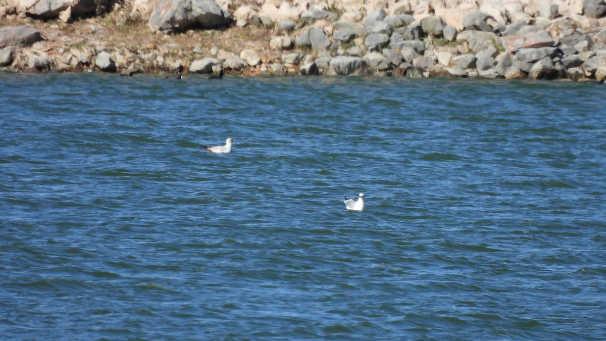 Ring-billed Gull - ML611074881