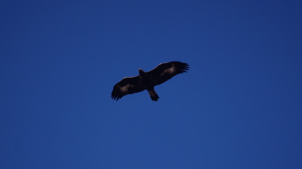 Águila Real - ML611074899