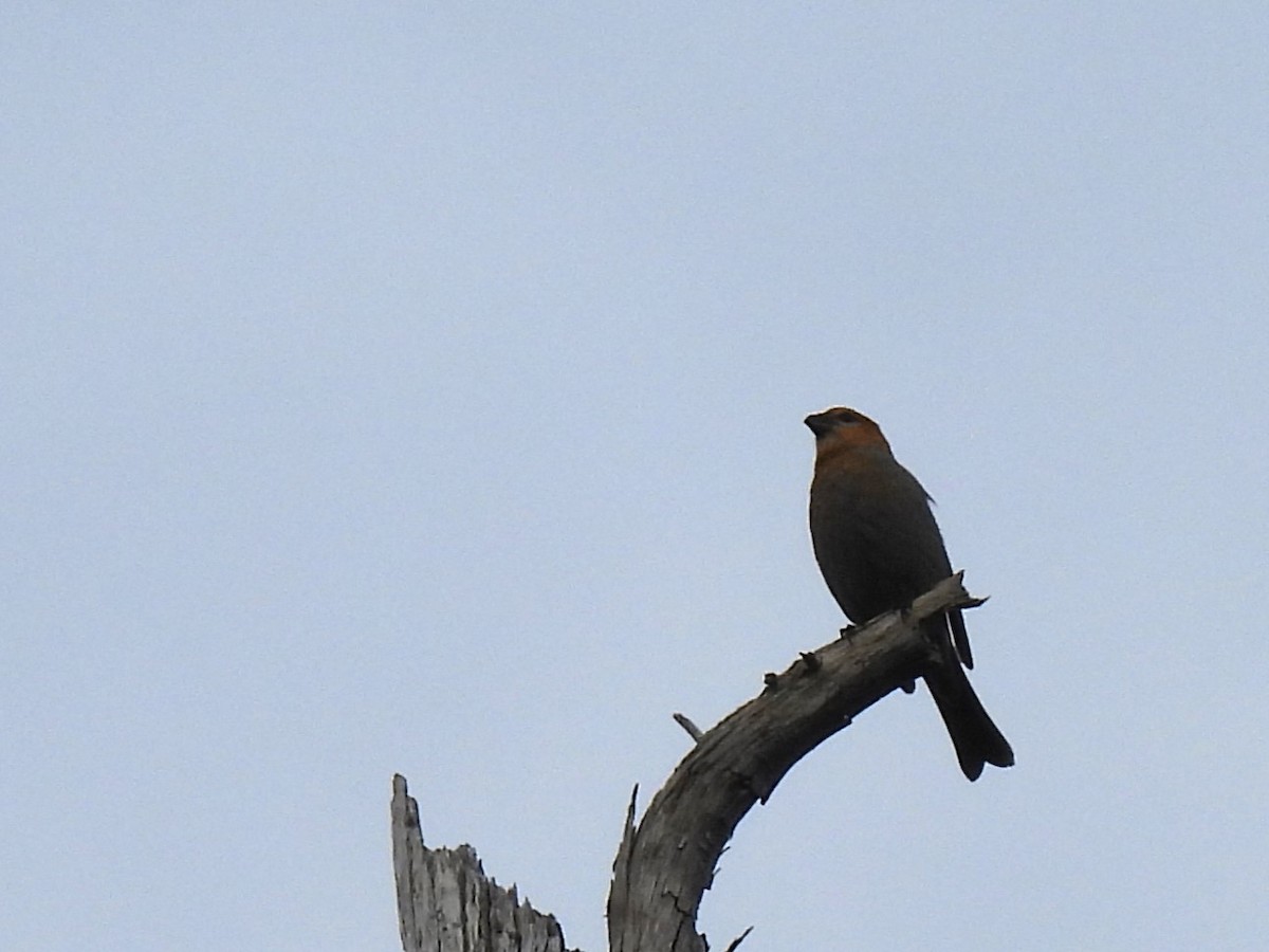 Pine Grosbeak - ML611074913