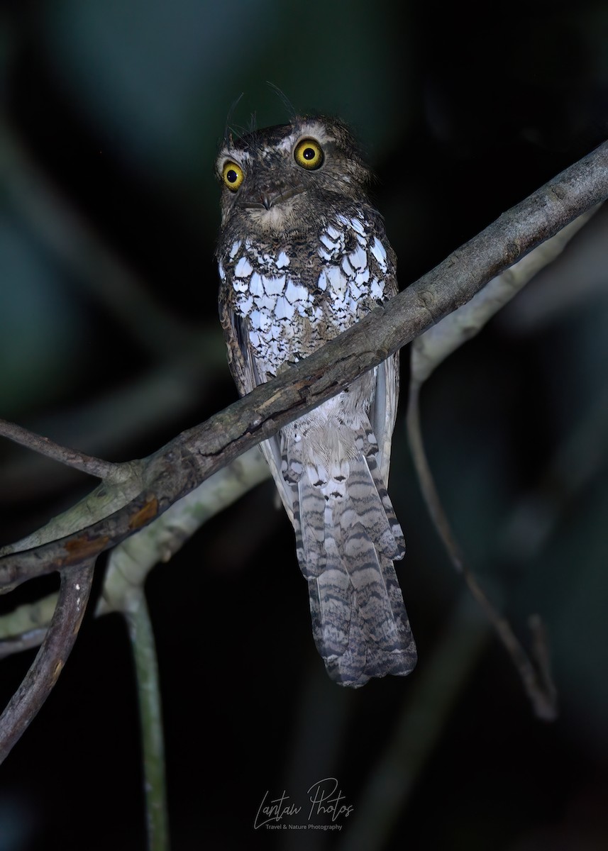 Palawan Frogmouth - ML611074955