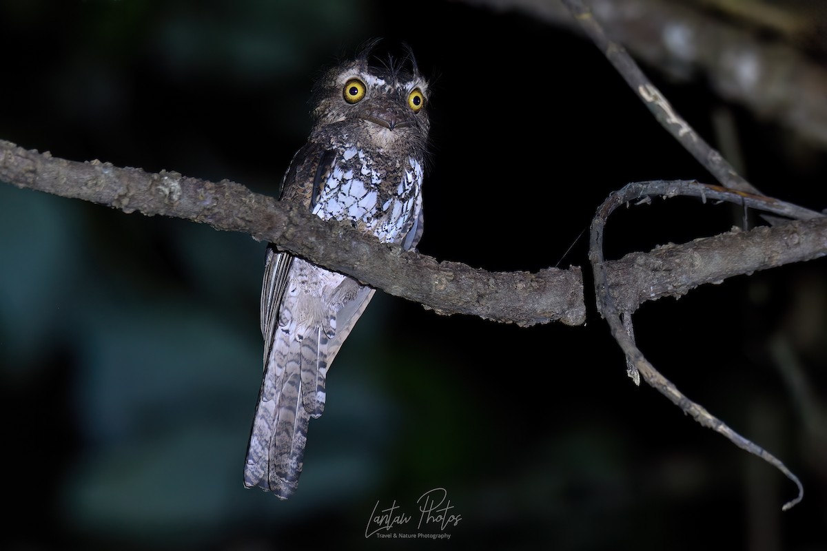 Palawan Frogmouth - ML611074956