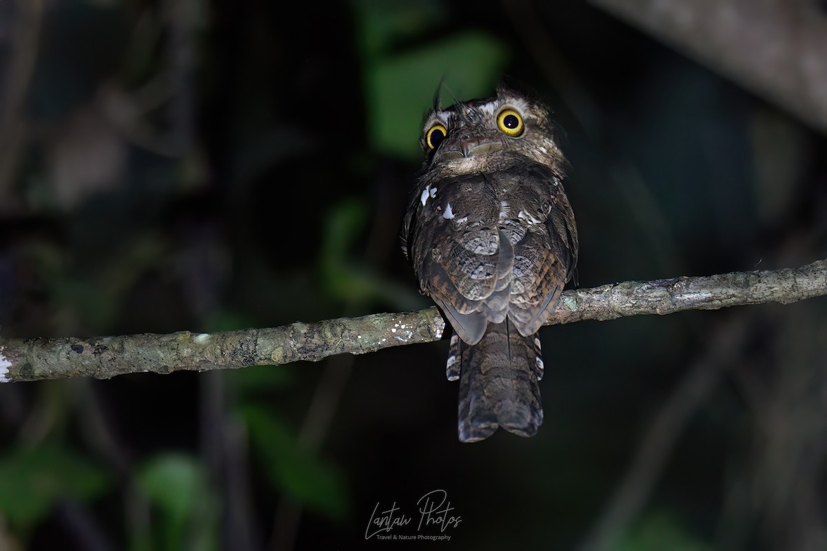 Palawan Frogmouth - ML611074957