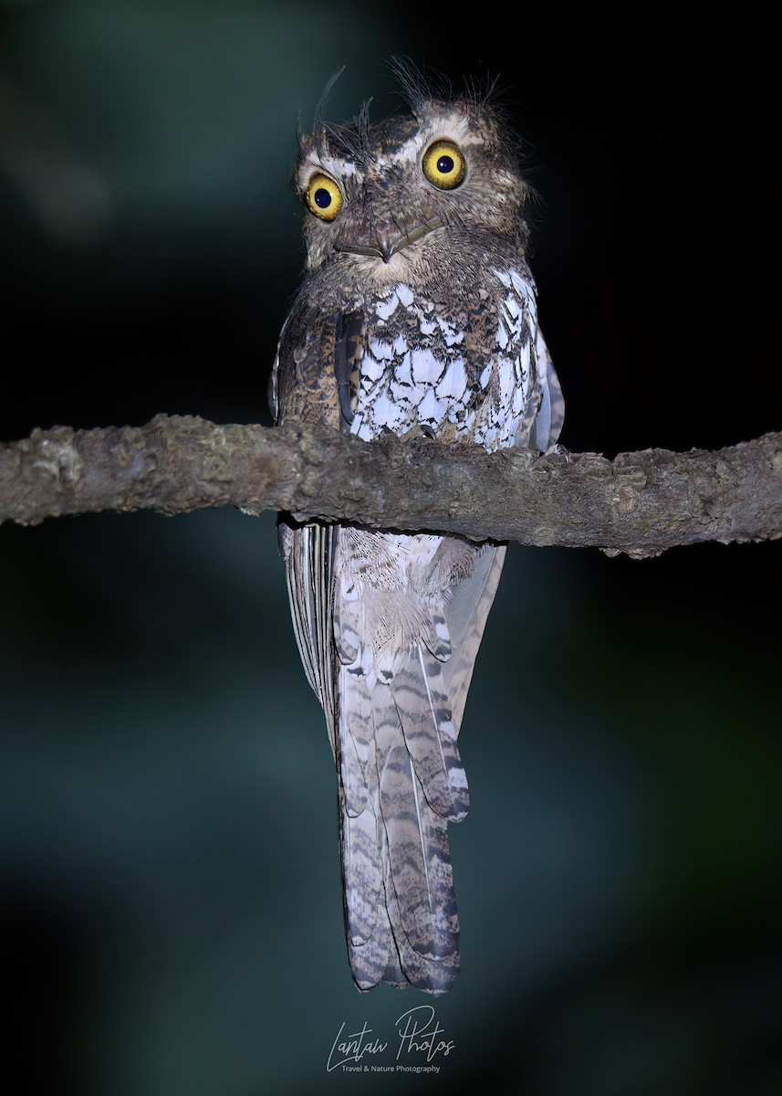 Palawan Frogmouth - ML611074958