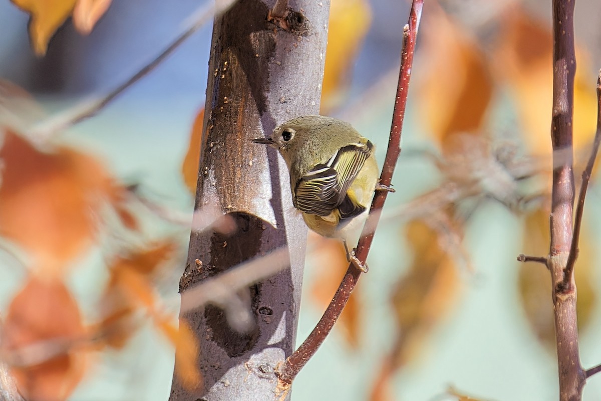 Ruby-crowned Kinglet - Bob Walker