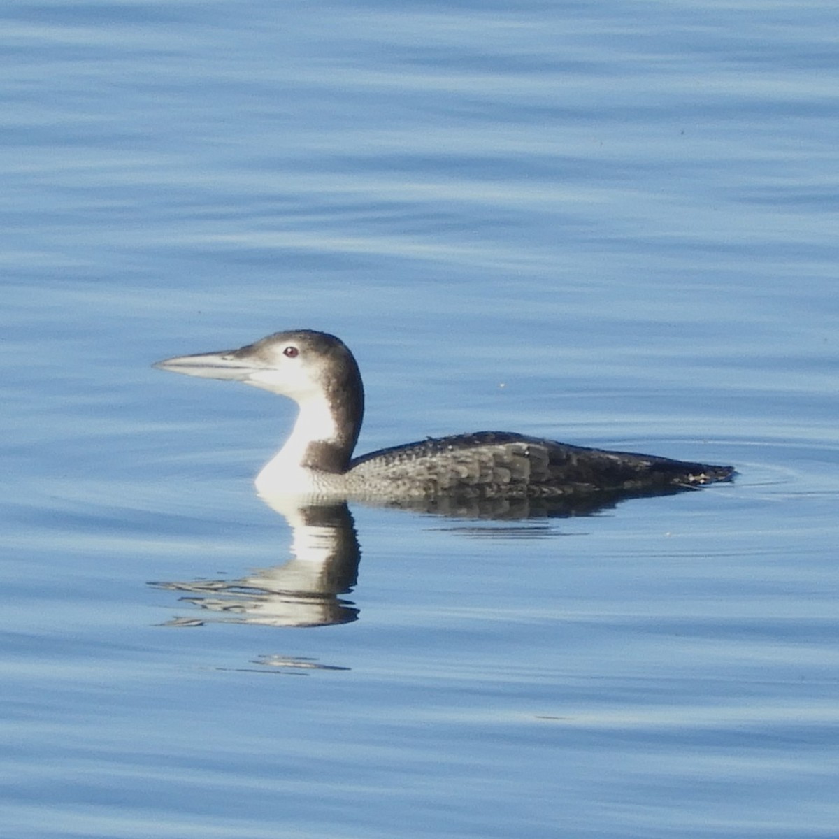 Common Loon - Dale Swanberg