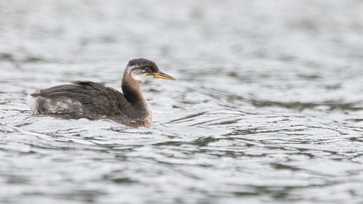 Red-necked Grebe - ML611075142