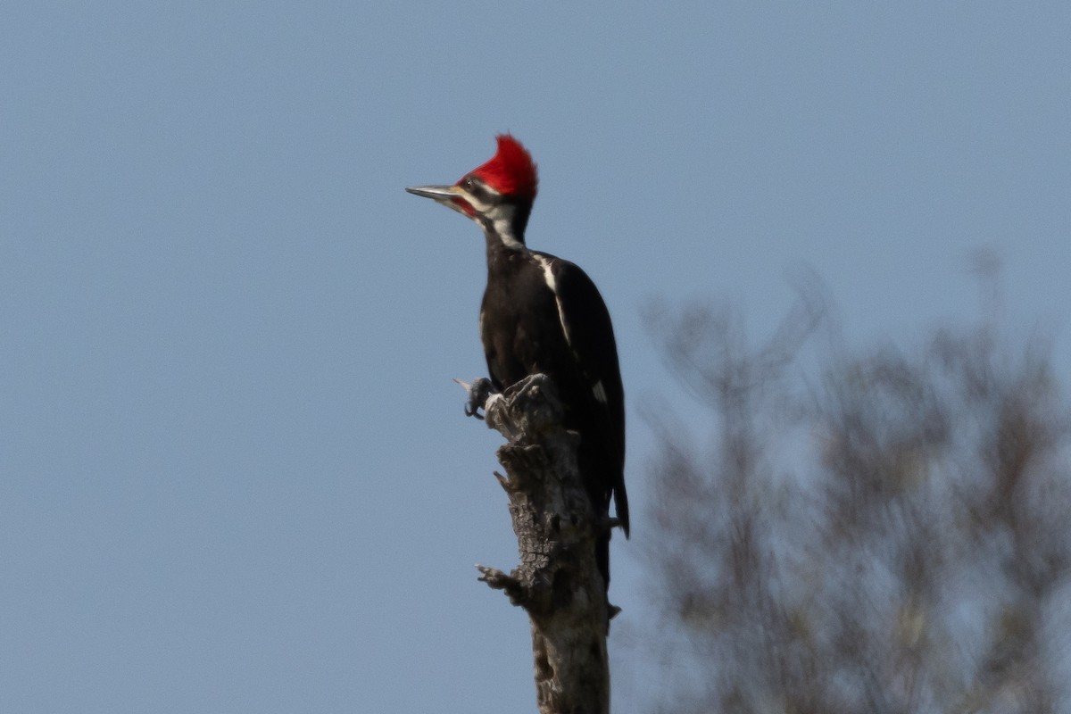 Pileated Woodpecker - ML611075332