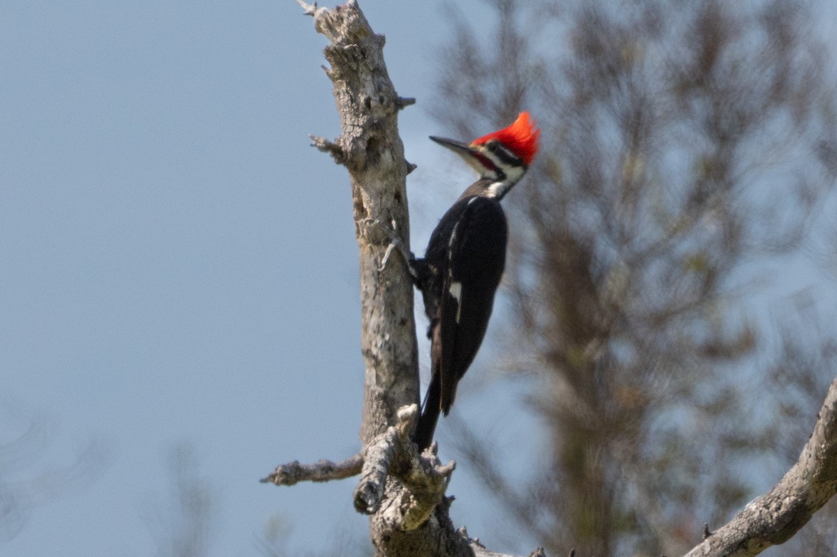 Pileated Woodpecker - ML611075333