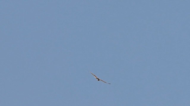 Ferruginous Hawk - ML611075392