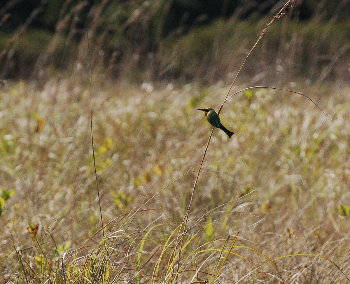 Little Bee-eater - ML611075444