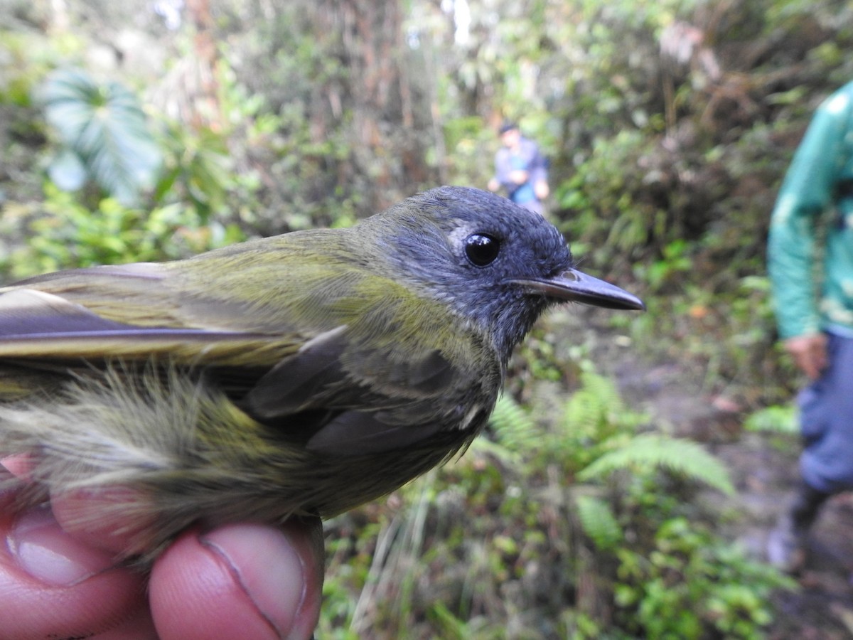 Olive-striped Flycatcher - ML611075518