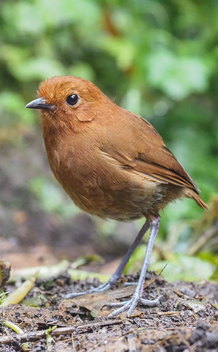 Chami Antpitta - ML611075521