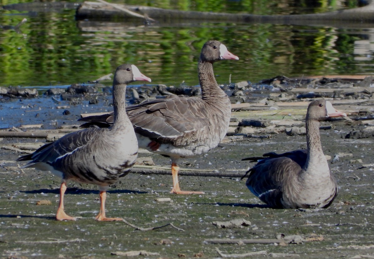 Greater White-fronted Goose - ML611075586