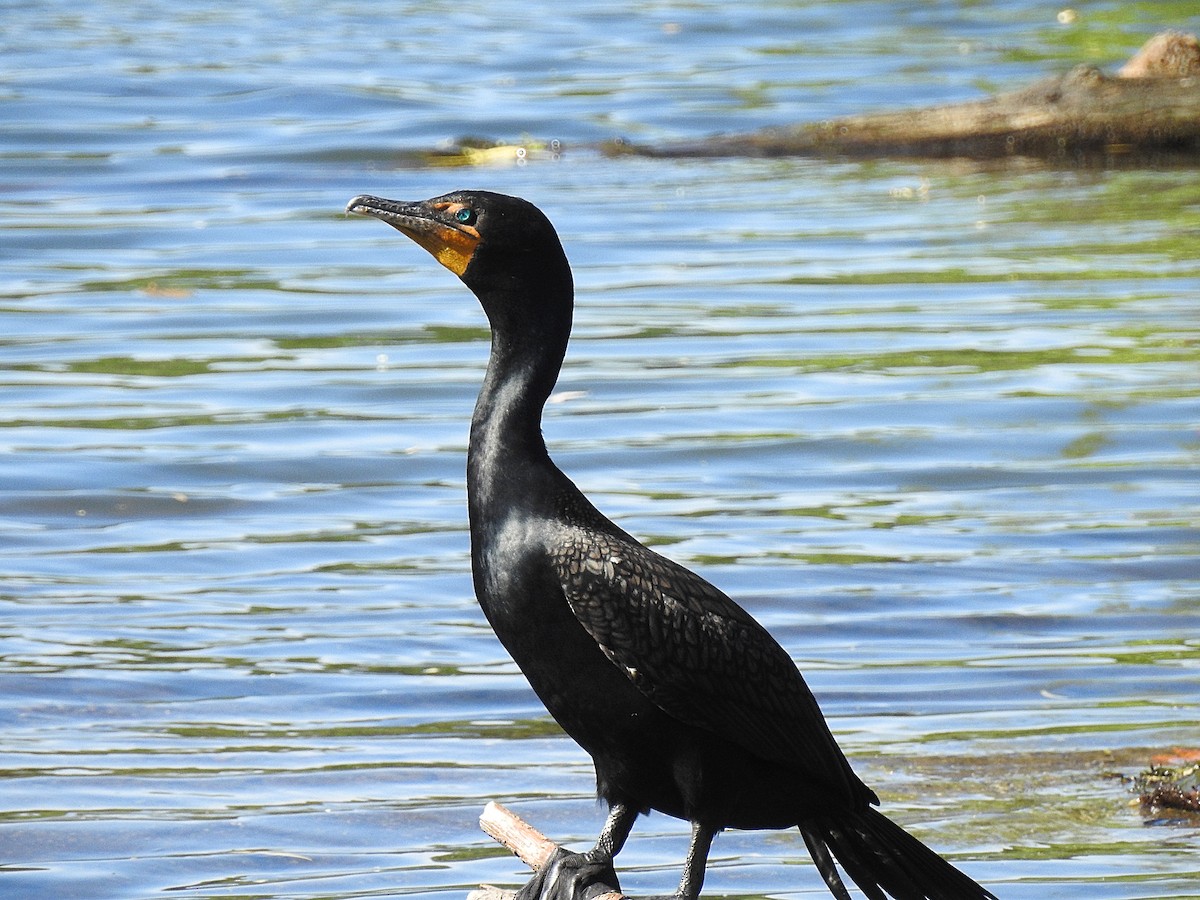 Double-crested Cormorant - ML61107571