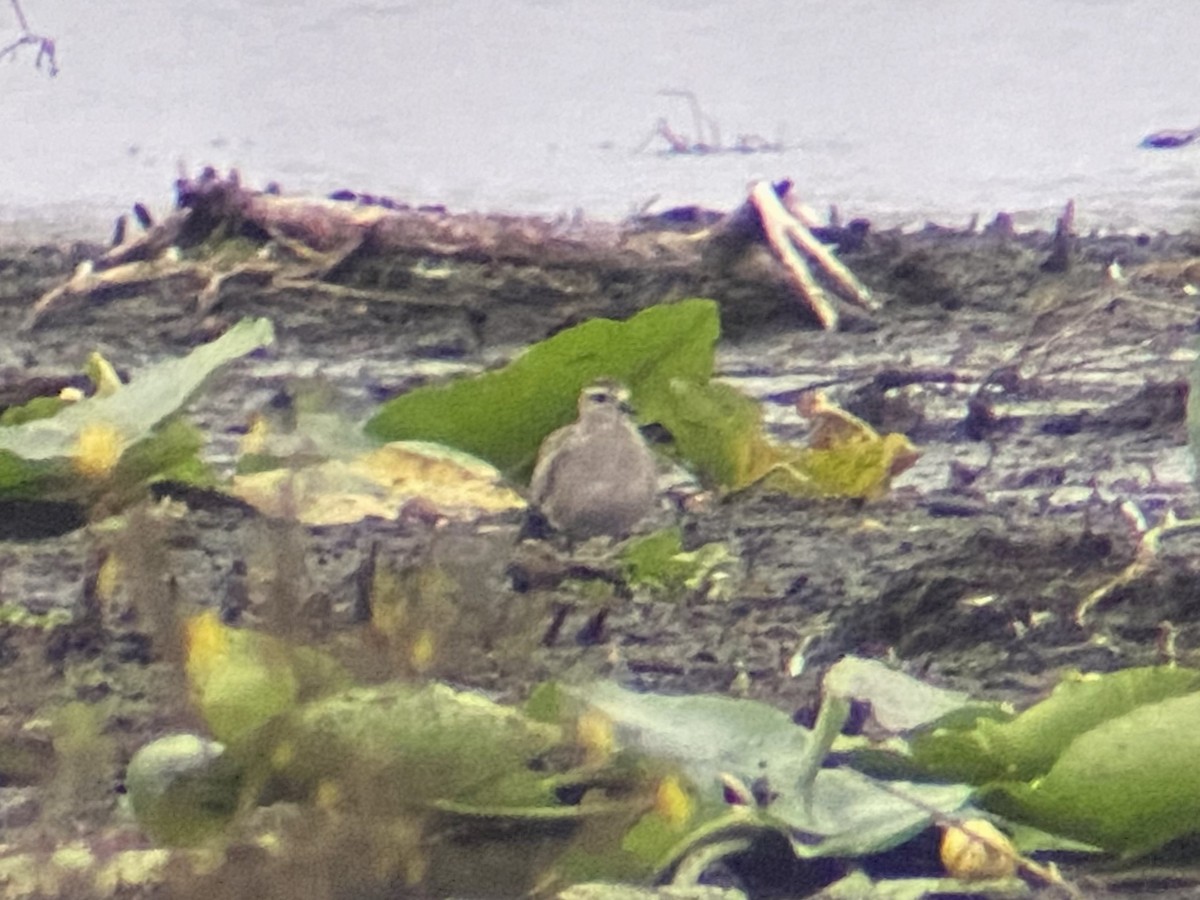 American Golden-Plover - Sam Ewing