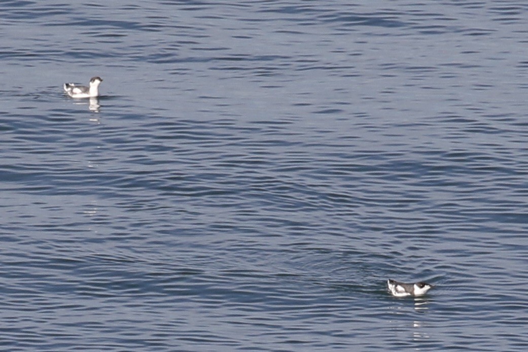 Marbled Murrelet - ML611075772