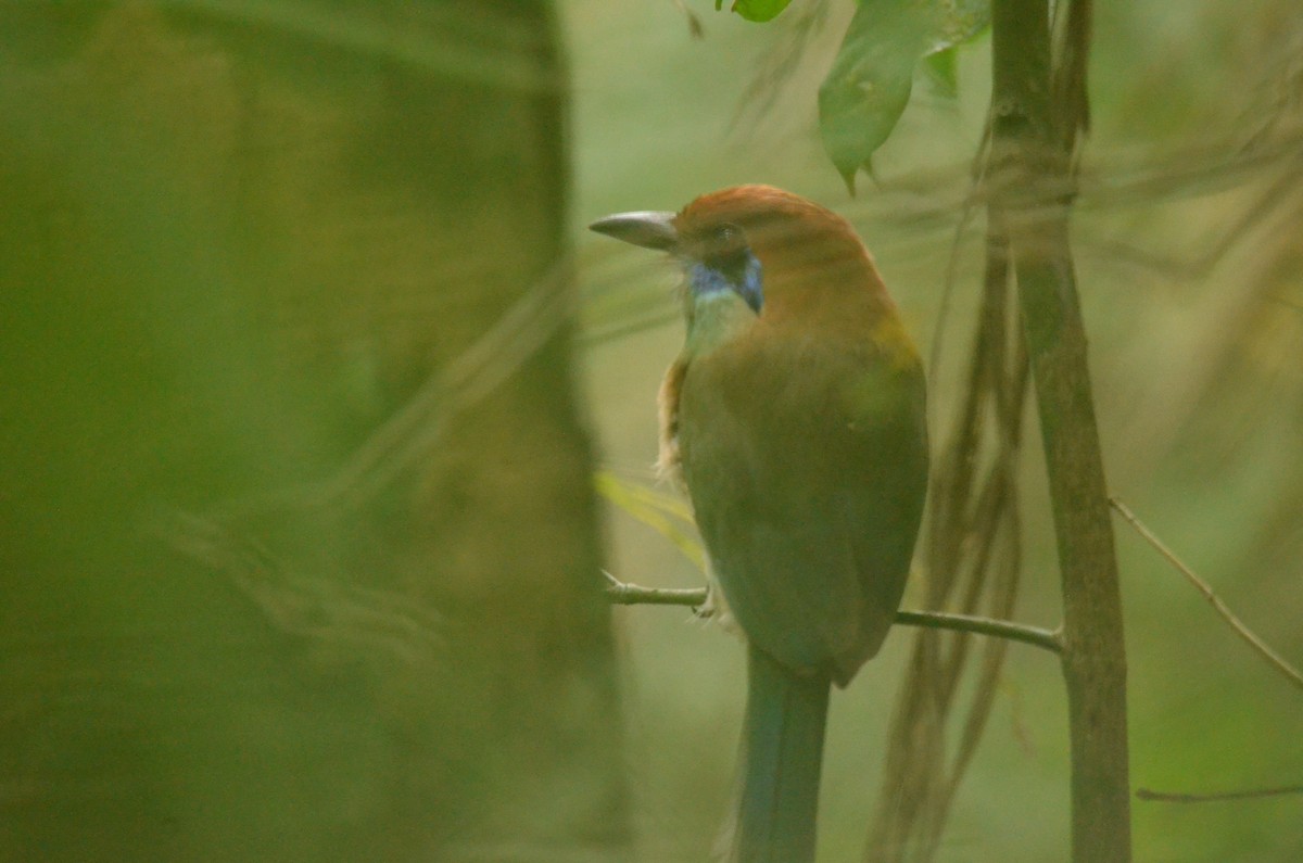 Russet-crowned Motmot - ML611075839