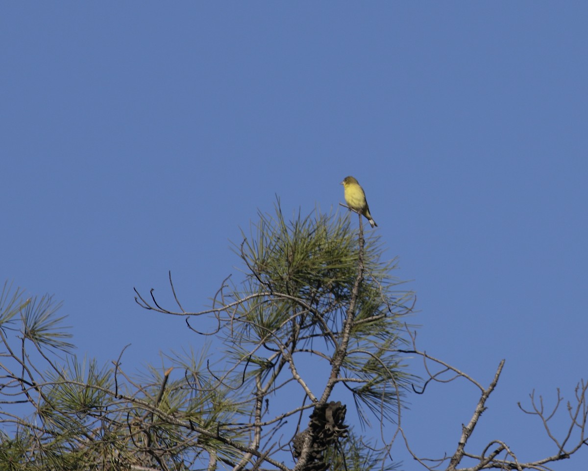 Lesser Goldfinch - ML611075933