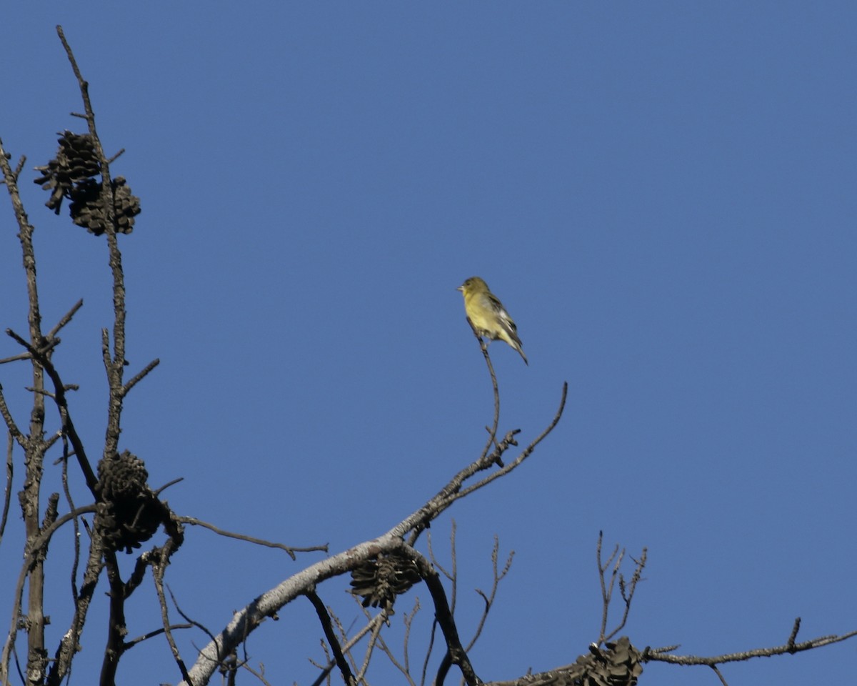 Lesser Goldfinch - ML611075936