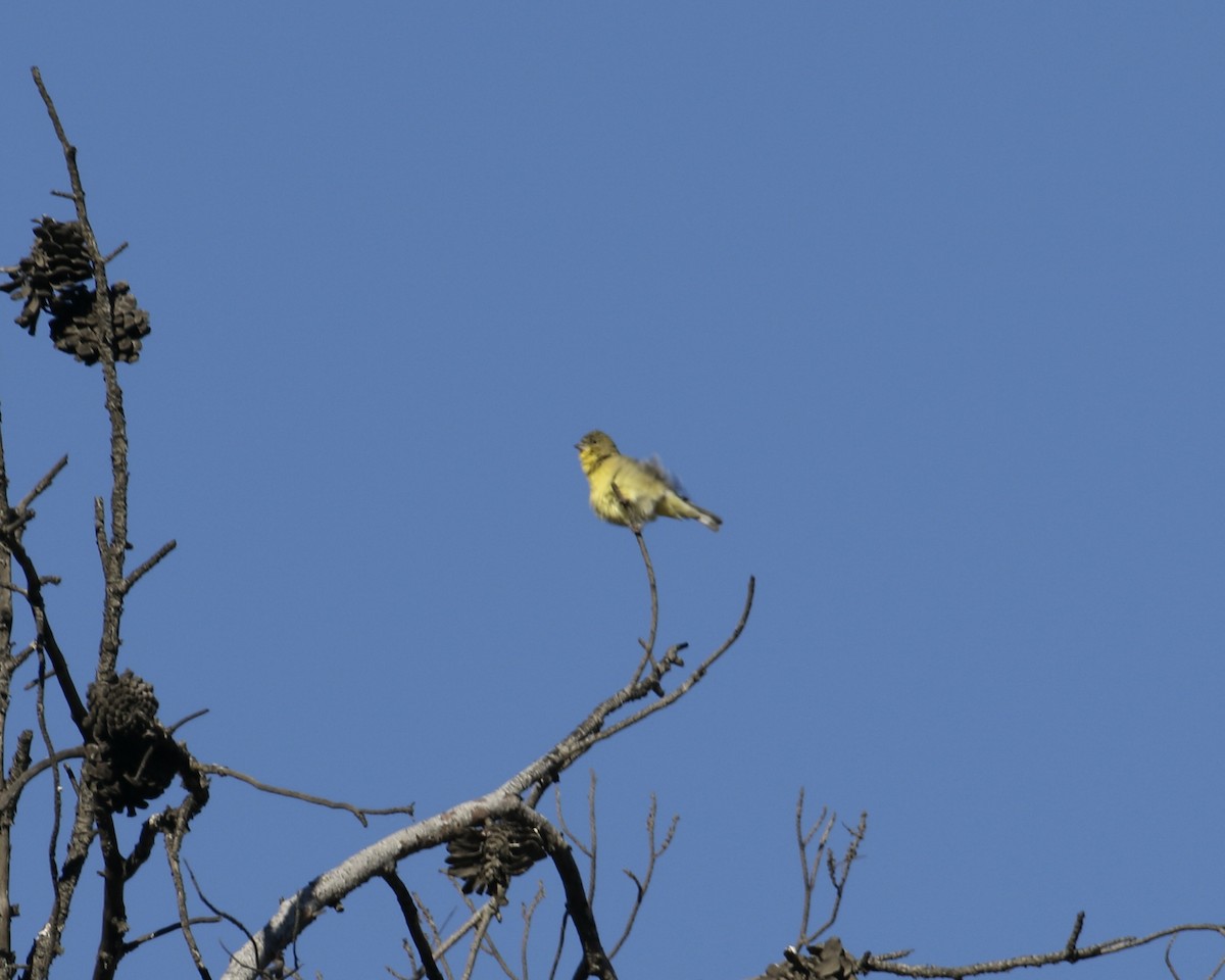 Lesser Goldfinch - Mickey Dyke