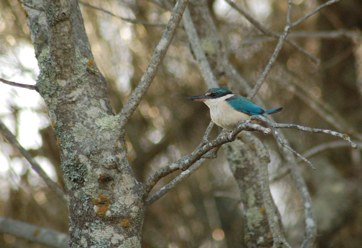 Sacred Kingfisher - Matthew Dickerson