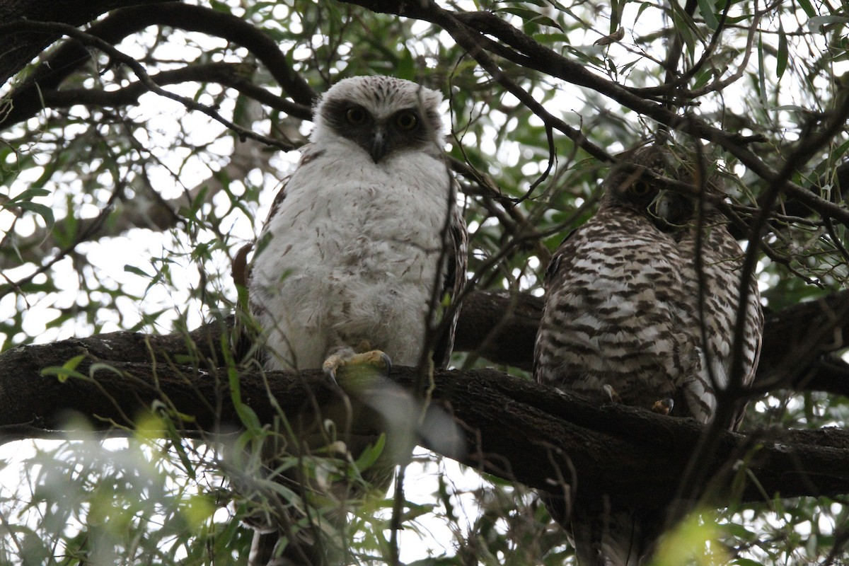 Powerful Owl - ML611076010